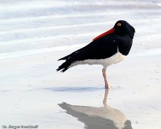 Weißer Austernfischer (4 von 8).jpg